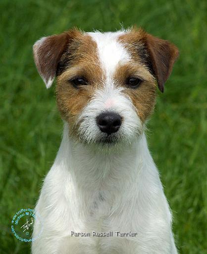 Parson Russell Terrier 9R046D-024.JPG